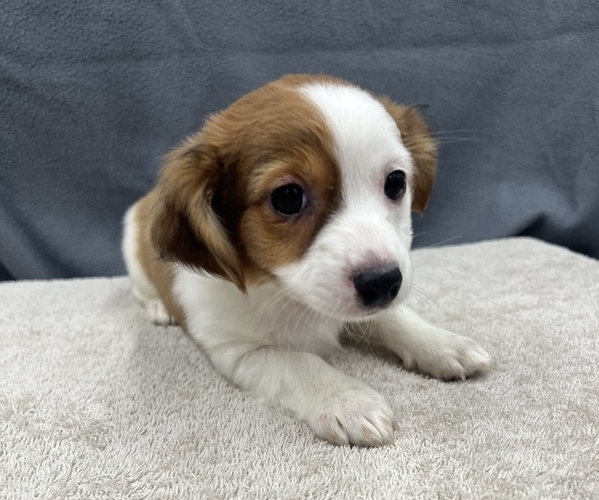 Medium Photo #18 Chiweenie Puppy For Sale in SAINT AUGUSTINE, FL, USA