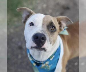 American Bulldog-Unknown Mix Dogs for adoption in San Antonio, TX, USA