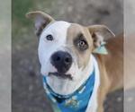 Small American Bulldog Mix