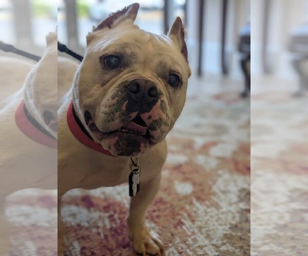 Medium Photo #14 American Bulldog-French Bulldog Mix Puppy For Sale in Holly Springs, NC, USA