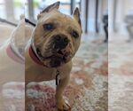Small #13 American Bulldog-French Bulldog Mix