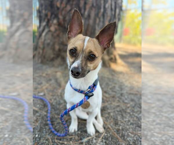 Medium Photo #3 Chihuahua-Unknown Mix Puppy For Sale in Woodland, CA, USA