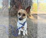 Small #2 Chihuahua Mix