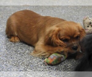 Cavalier King Charles Spaniel Puppy for Sale in CARLISLE, Kentucky USA