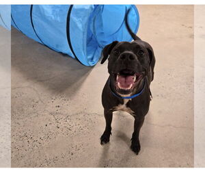 Max - Male Beagle-Unknown Mix Dog for Adoption - Photo #4