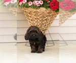 Small #1 Cocker Spaniel-Poodle (Miniature) Mix