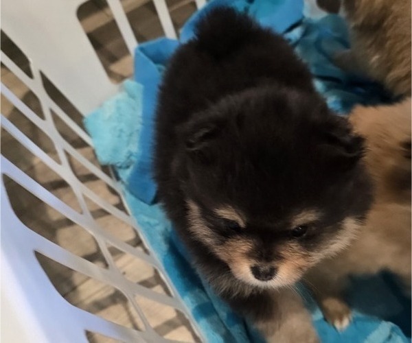 Medium Photo #5 Pomeranian Puppy For Sale in MENIFEE, CA, USA