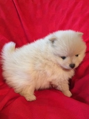 Pomeranian Puppy for sale in FORT WORTH, TX, USA