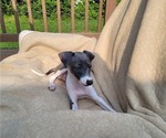 Small Photo #4 Italian Greyhound Puppy For Sale in NEWTOWN SQUARE, PA, USA