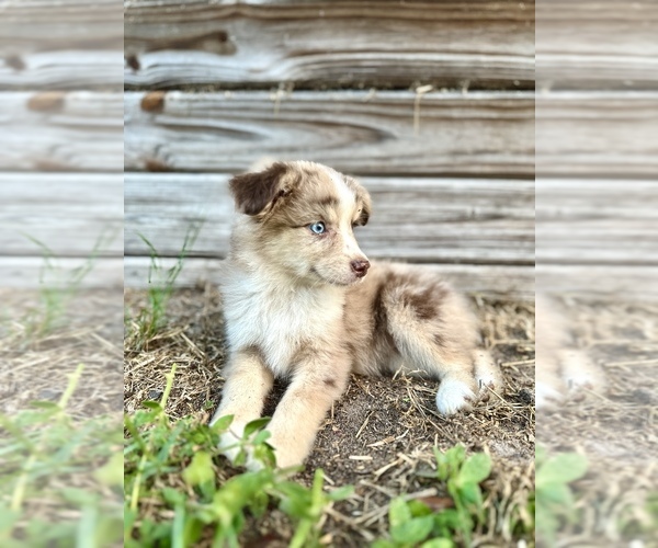 Medium Photo #1 Miniature Australian Shepherd Puppy For Sale in ORLANDO, FL, USA