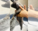 Small Photo #10 American Bully Puppy For Sale in LAKE STATION, IN, USA