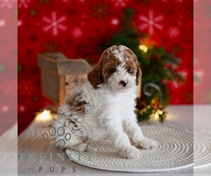 Poodle (Miniature) Puppy for sale in MILL HALL, PA, USA