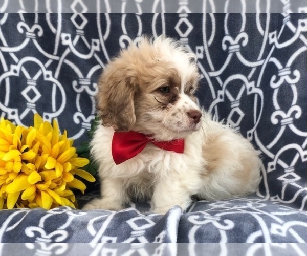 Medium Photo #2 Zuchon Puppy For Sale in LAKELAND, FL, USA