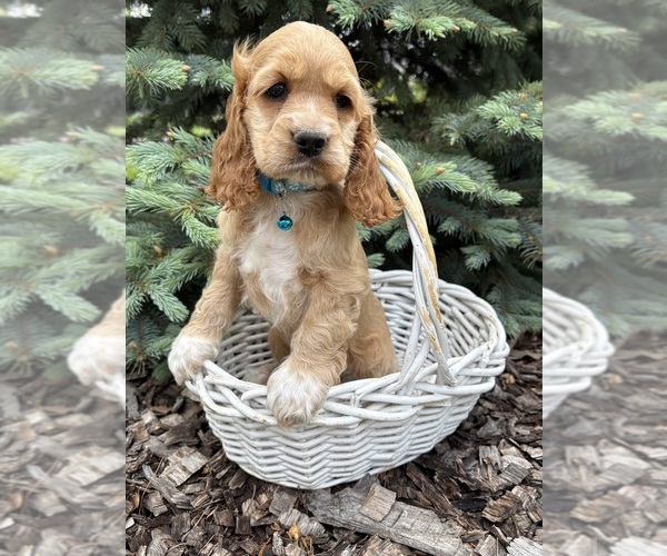Medium Photo #5 Cocker Spaniel Puppy For Sale in MIDDLEBURY, IN, USA