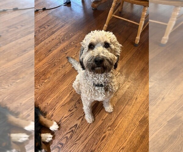 Medium Photo #1 Bernedoodle (Miniature) Puppy For Sale in HENDERSON, CO, USA