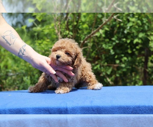 Medium Photo #22 Poodle (Toy) Puppy For Sale in DYERSBURG, TN, USA