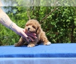Small #21 Poodle (Toy)