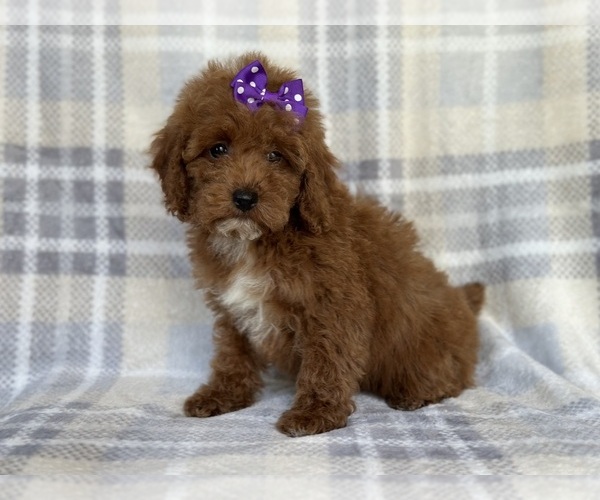 Medium Photo #5 Poodle (Miniature) Puppy For Sale in LAKELAND, FL, USA