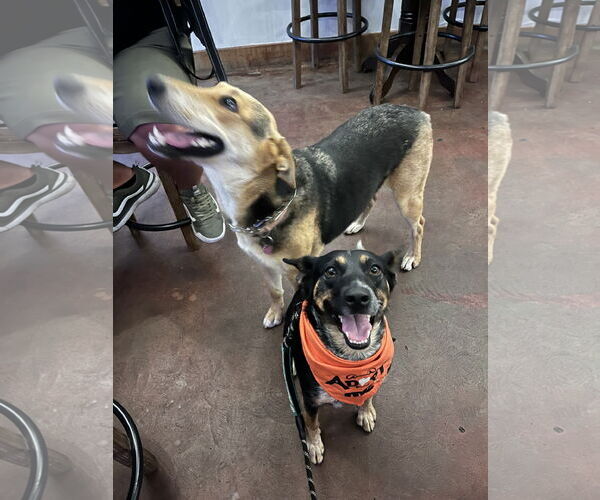 Medium Photo #2 Mutt Puppy For Sale in San Bernardino , CA, USA