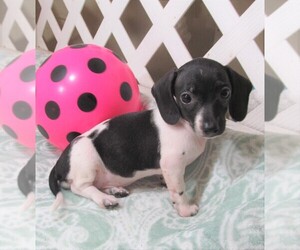 Dachshund Dog for Adoption in RATTAN, Oklahoma USA