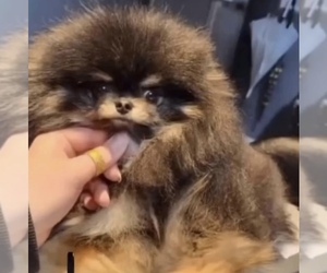 Pomeranian Puppy for sale in EASTVALE, CA, USA