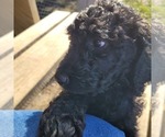Small Photo #3 Goldendoodle Puppy For Sale in WEST, TX, USA