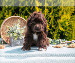 Small #4 Cocker Spaniel