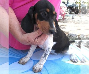 Beagle Puppy for sale in RATTAN, OK, USA