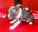 Small Photo #7 American Pit Bull Terrier Puppy For Sale in TRENTON, NJ, USA