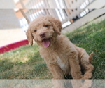 Puppy Cheddar Goldendoodle