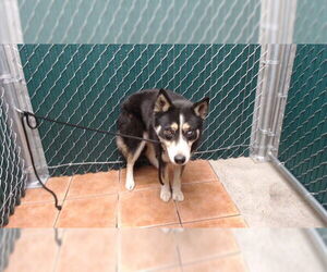 Siberian Husky Dogs for adoption in Downey, CA, USA