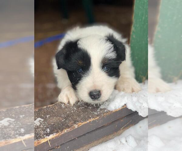 Medium Photo #1 Australian Shepherd Puppy For Sale in PELKIE, MI, USA