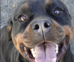 Medium Rottweiler