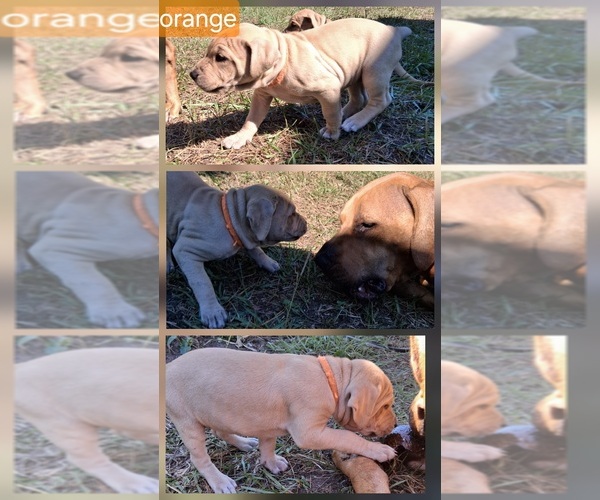 Medium Photo #5 American Pit Bull Terrier Puppy For Sale in CLEARWATER, FL, USA