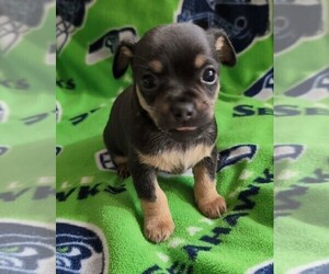 Chihuahua Puppy for Sale in EVERETT, Washington USA