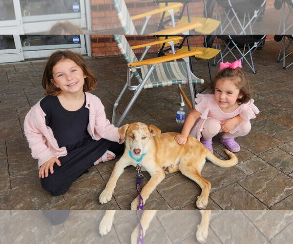 Medium Photo #3 Australian Shepherd-Catahoula Leopard Dog Mix Puppy For Sale in Cuba, NY, USA