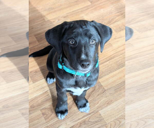 Medium Photo #3 Labrador Retriever-Unknown Mix Puppy For Sale in SHERBURNE, NY, USA
