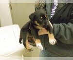 Small Photo #1 Rottweiler-Unknown Mix Puppy For Sale in Oroville, CA, USA