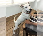 Small American Pit Bull Terrier Mix