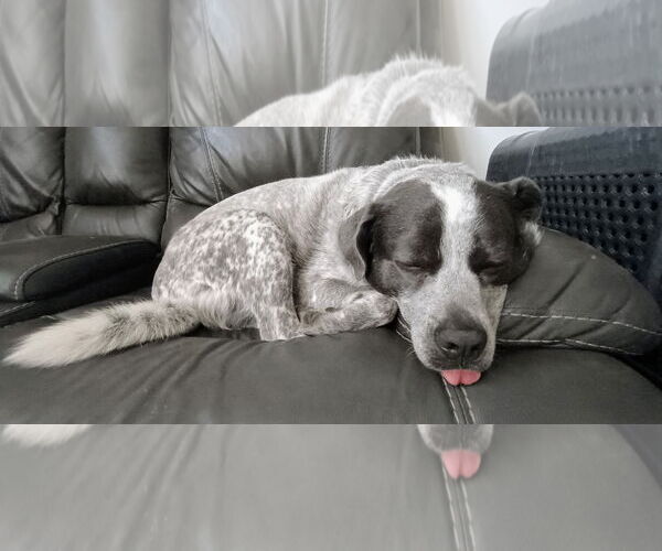 Medium Photo #7 Mutt Puppy For Sale in Garden City, NY, USA