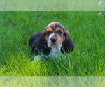 Small #14 Basset Hound
