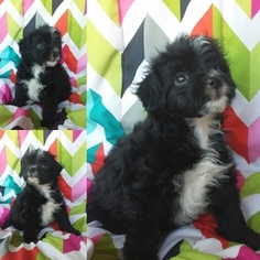 Maltese-Poodle (Toy) Mix Puppy for sale in TURON, KS, USA