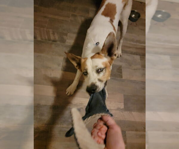 Medium Photo #11 Mutt Puppy For Sale in Mesa, AZ, USA