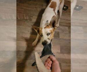 Trotter - Male Mutt Dog for Adoption - Photo #11