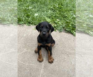 Doberman Pinscher Puppy for sale in MORRISTON, FL, USA