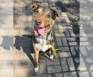 Mutt Dogs for adoption in Farmington, MN, USA