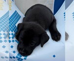 Small #1 Labrador Retriever Mix