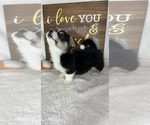 Small #3 Pembroke Welsh Corgi