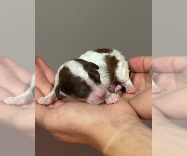 Medium Photo #10 Bernedoodle (Miniature) Puppy For Sale in LONGMONT, CO, USA