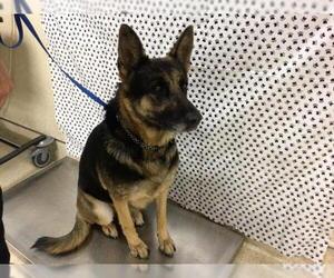 German Shepherd Dog Dogs for adoption in Riverside, CA, USA